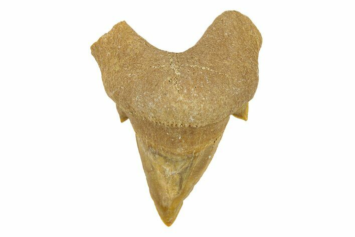 Pathological Otodus Shark Tooth - Morocco #289624